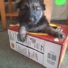 Stunning german shepherds - Image 3