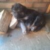 Stunning german shepherds - Image 5
