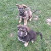 Stunning german shepherds - Image 8
