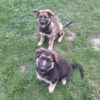 Stunning german shepherds