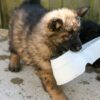 Beautiful long coat Straight backed German Shepherd Dogs