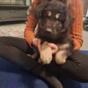 Stunning german shepherds - Image 2