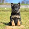 German Shepherd Puppy - Image 2