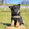 German Shepherd Puppy - Image 3