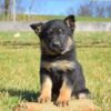German Shepherd Puppy