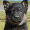 German Shepherd Puppy - Image 4