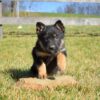 German Shepherd Puppy - Image 5