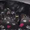 Beautiful long coat Straight backed German Shepherd Dogs - Image 2