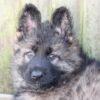 Beautiful long coat Straight backed German Shepherd Dogs - Image 3