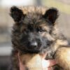 Beautiful long coat Straight backed German Shepherd Dogs - Image 4