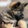 Beautiful long coat Straight backed German Shepherd Dogs - Image 5