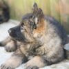 Beautiful long coat Straight backed German Shepherd Dogs - Image 6