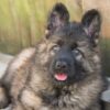 Beautiful long coat Straight backed German Shepherd Dogs - Image 7